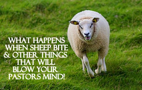 What Happens When Sheep Bite and Other Things That Will Blow Your Pastors Mind